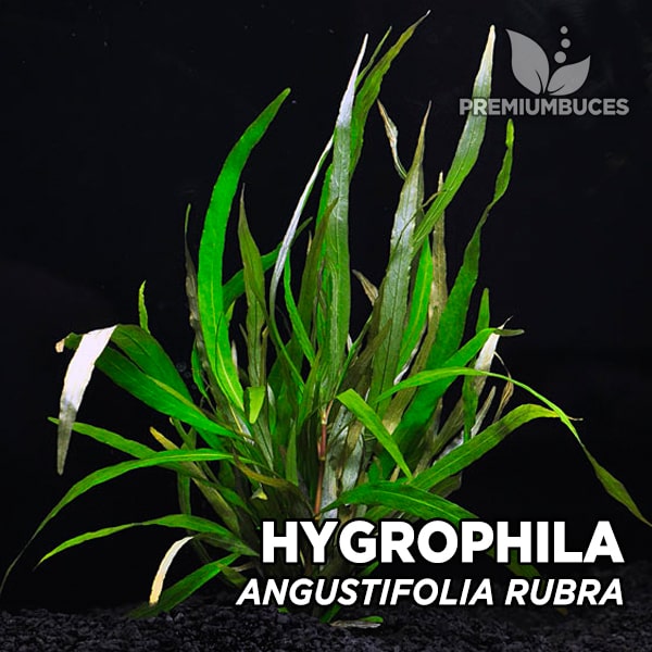 Planta DE Acuario HYGROPHILA ANGUSTIFOLIA