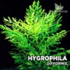 Hygrophila Difformis Planta de acuario