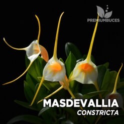 Masdevallia Constricta orquídea para terrario