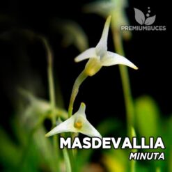Masdevallia Minuta orquídea para terrario