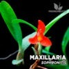Maxillaria Sophronitis Orquídea para terrario