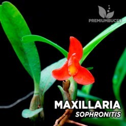 Maxillaria Sophronitis Orquídea para terrario