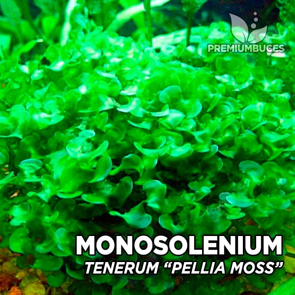 How To Attach Aquarium Moss- Christmas & Pellia Moss 