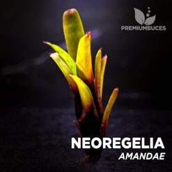 Neoregelia Amandae Planta de terrario