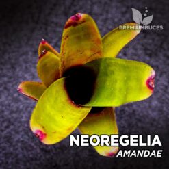 Plante de terrarium Neoregelia Amandae