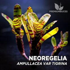 Neoregelia Ampullacea var. Planta de Terrário Tigrina