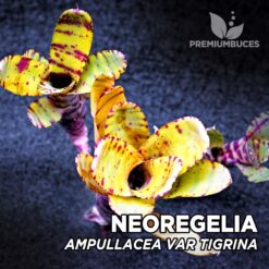 Neoregelia Ampullacea var. Tigrina Planta de terrario