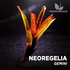 Neoregelia Gemini Planta de terrario