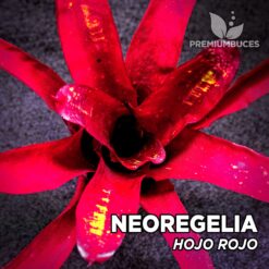 Planta de terrário Neoregelia Red Hojo