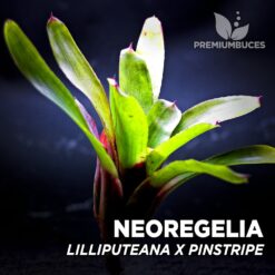 Neoregelia Lilliputeana x Pinstripe Planta de terrario