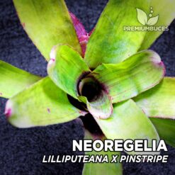 Neoregelia Lilliputeana x Pinstripe Planta de terrario