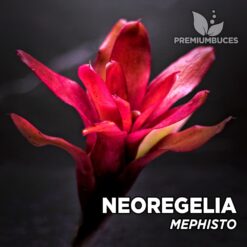Neoregelia Mephisto Planta de terrario