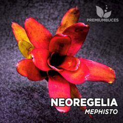 Neoregelia Mephisto Planta de terrario