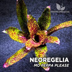 Neoregelia Mo Peppa Please Aquarium Plant