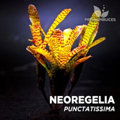 Neoregelia Punctatissima Planta de terrario