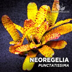 Neoregelia Punctatissima Planta de terrario