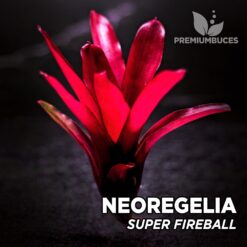 Planta de terrário Neoregelia Super Fireball Schultsiana