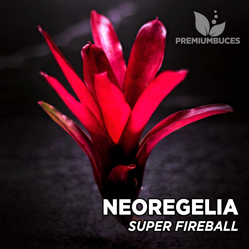 🔥 Neoregelia Super Fireball Schultsiana - PremiumBuces
