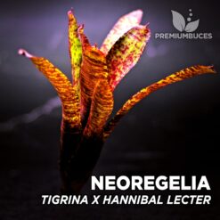 Neoregelia Ampullacea var. Tigrina x Hannibal Lecter Planta de terrario
