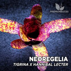 Neoregelia Ampullacea var. Planta de terrário Tigrina x Hannibal Lecter