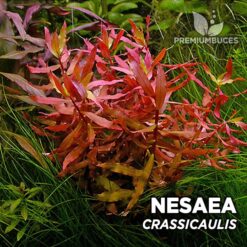 Nesaea Crassicaulis Planta de acuario