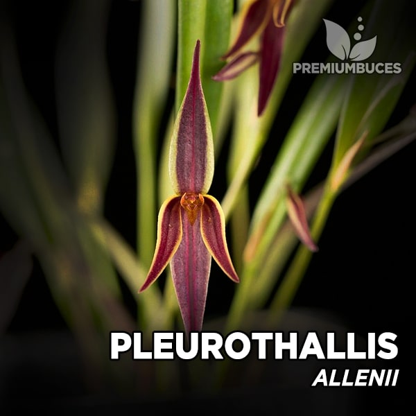 Pleurothallis Allenii 🛒 - PremiumBuces