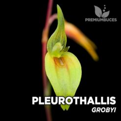 Pleurothallis Grobyi orquídea para terrario