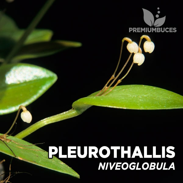 Pleurothallis Niveoglobula 🛒 - PremiumBuces
