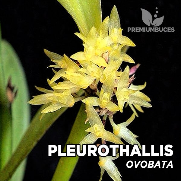 Pleurothallis Obovata 🛒 - PremiumBuces