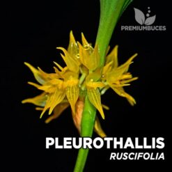 Pleurothallis Ruscifolia orquídea para terrario