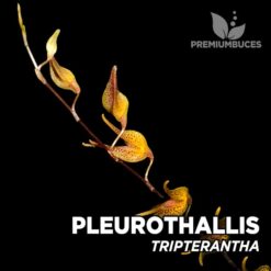 Pleurothallis Tripterantha orquídea para terrario