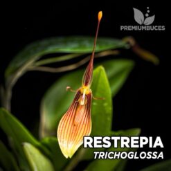 Restrepia Trichoglossa orquídea para terrario