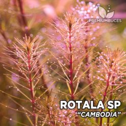 Rotala sp. “Cambodia” Planta de acuario