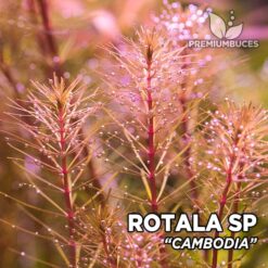 Rotala sp. Pianta dell'acquario "Cambogia"