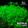 Rotala sp. Planta de aquário “verde”