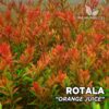 Rotala sp. “Orange Juice” Planta de acuario