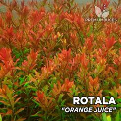 Rotala sp. Planta de aquário “suco de laranja”