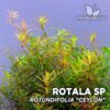 Rotala Rotundifolia “Ceylon” Planta de acuario