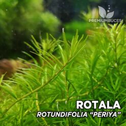 Rotala Rotundifolia “Periya” Planta de acuario
