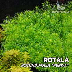 Rotala Rotundifolia “Periya” Planta de acuario