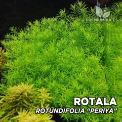 Rotala Rotundifolia "Periya" Plante d'aquarium