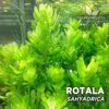 Rotala Sahyadrica Planta de acuario