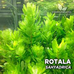 Rotala Sahyadrica Planta de acuario