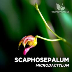 Scaphosepalum Microdactylum orquídea para terrario