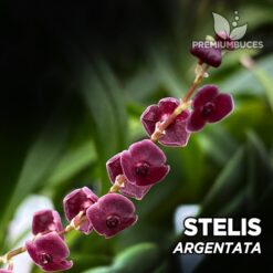 Stelis Argentata orquídea para terrario
