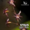 Stelis spec Peru orquídea para terrario