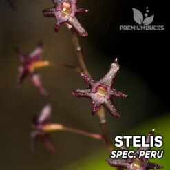 Stelis spec Peru orquídea para terrario