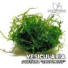 Mousse d'aquarium Vesicularia Dubyana "Java Moss"