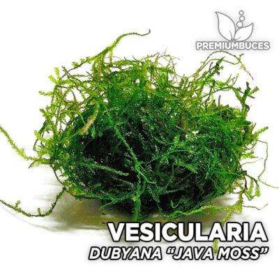 5 Java Moss Portions Vesicularia Dubyana Aquatic Moss Live