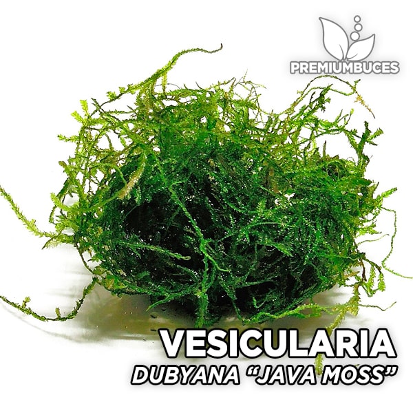 Java Moss Plante vivante mousse de Java Vesicularia Dubyana 10 g